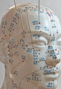 A training model showing acupuncture points on the head